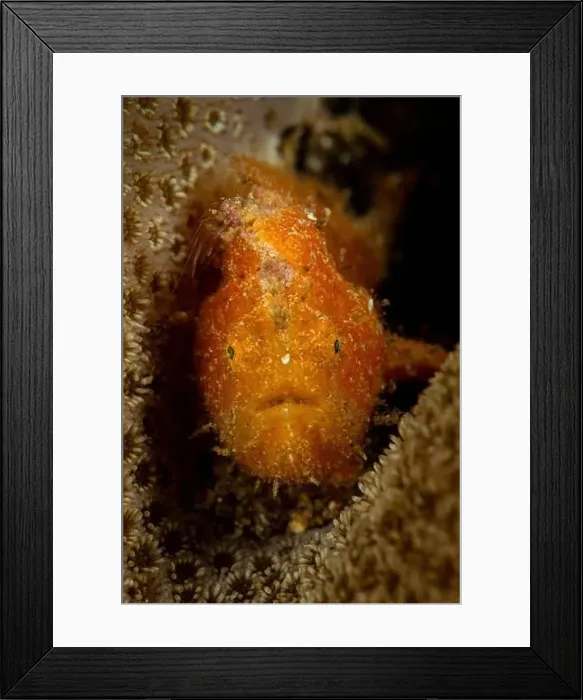 Framed Print : Orange Striated Frogfish (Antennarius striatus) inside hard coral, Lembeh Strait, Indonesia Framed Print : Orange Striated Frogfish (Antennarius striatus) inside hard coral, Lembeh Strait, Indonesia