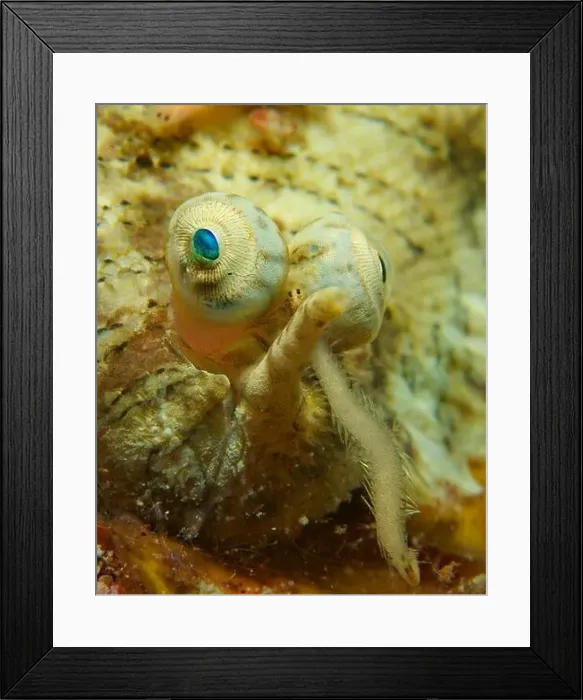 Framed Print : Close-up of the head of a flounder with a worm swimming between its eyes, Aur Island, Malaysia Framed Print : Close-up of the head of a flounder with a worm swimming between its eyes, Aur Island, Malaysia