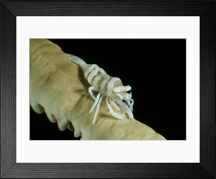 Framed Print : White and translucent Anker's whip coral shrimp, Batam Island, Riau, Indonesia Framed Print : White and translucent Anker's whip coral shrimp, Batam Island, Riau, Indonesia