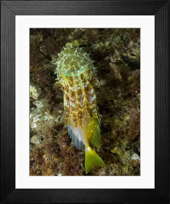 Framed Print : Broadclub cuttlefish (Sepia latimanus) feeding on a two-barred rabbitfish (Siganus virgatus) Framed Print : Broadclub cuttlefish (Sepia latimanus) feeding on a two-barred rabbitfish (Siganus virgatus)