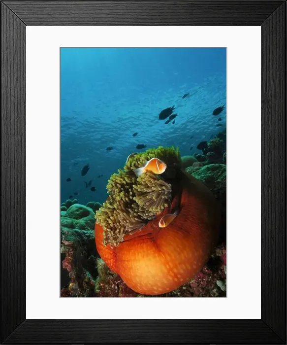 Framed Print : Pair of pink skunk clownfish (Amphiprion perideraion) in a bright orange anemone, North Sulawesi, Indonesia Framed Print : Pair of pink skunk clownfish (Amphiprion perideraion) in a bright orange anemone, North Sulawesi, Indonesia