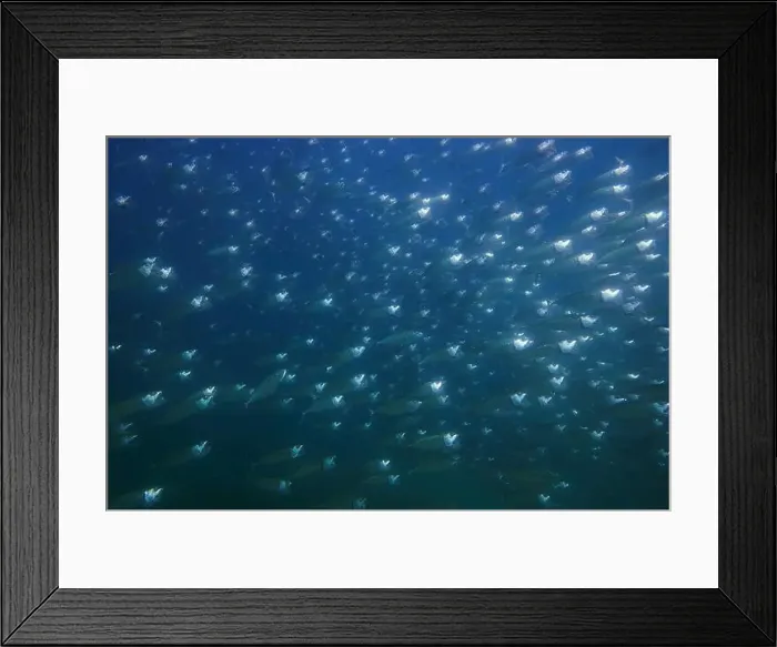 Framed Print : Large school of silvery herring, Fujairah, United Arab Emirates Framed Print : Large school of silvery herring, Fujairah, United Arab Emirates