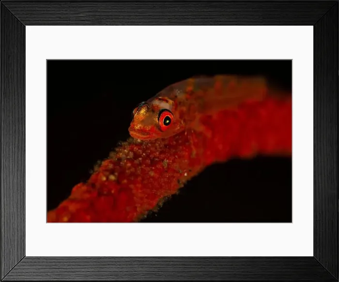 Framed Print : Red whip coral goby (Bryaninops yongei) with eggs, Lembeh Strait, Indonesia Framed Print : Red whip coral goby (Bryaninops yongei) with eggs, Lembeh Strait, Indonesia