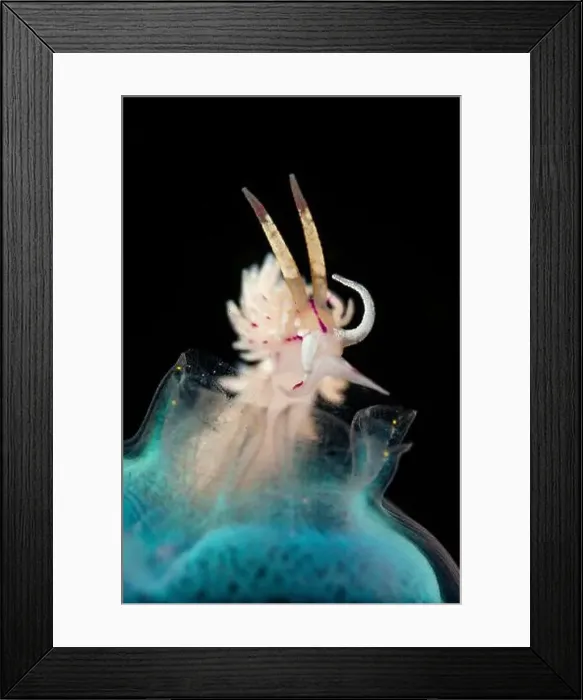 Framed Print : Red-lined flabellina nudibranch (Flabellina rubrolineata) on a neon blue sea squirt, Lembeh Strait Framed Print : Red-lined flabellina nudibranch (Flabellina rubrolineata) on a neon blue sea squirt, Lembeh Strait