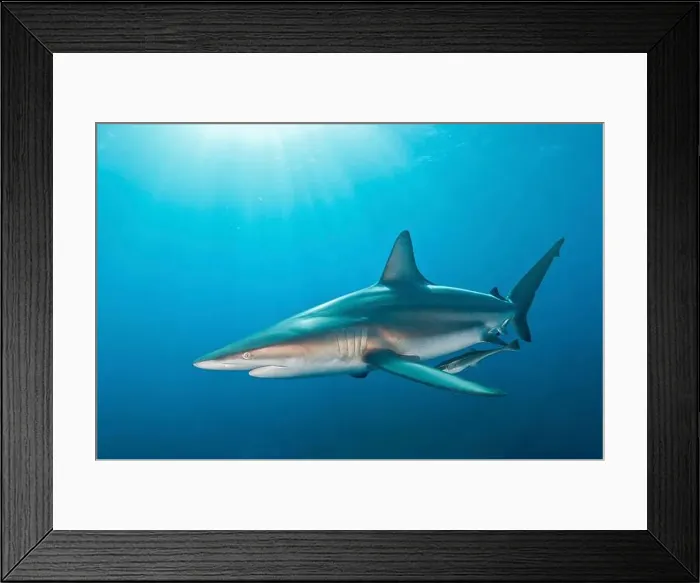 Framed Print : An oceanic blacktip shark with remora in tow, Aliwal Shoal, South Africa Framed Print : An oceanic blacktip shark with remora in tow, Aliwal Shoal, South Africa