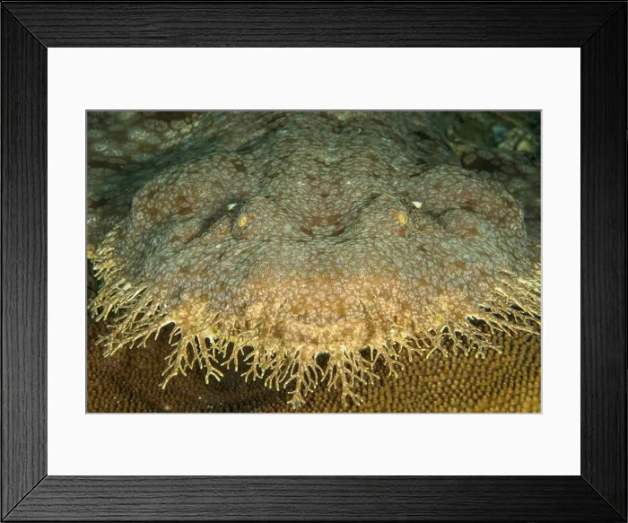 Framed Print : Head portrait of a spotted wobbegong (Orectolobus maculatus), Raja Ampat, Indonesia Framed Print : Head portrait of a spotted wobbegong (Orectolobus maculatus), Raja Ampat, Indonesia