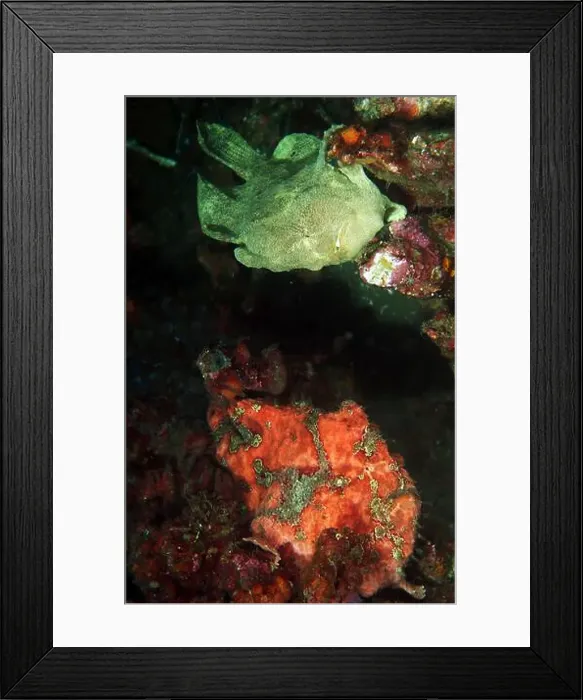 Framed Print : A green and red giant frogfish (Antennarius commerson), Puerto Galera, Philippines Framed Print : A green and red giant frogfish (Antennarius commerson), Puerto Galera, Philippines