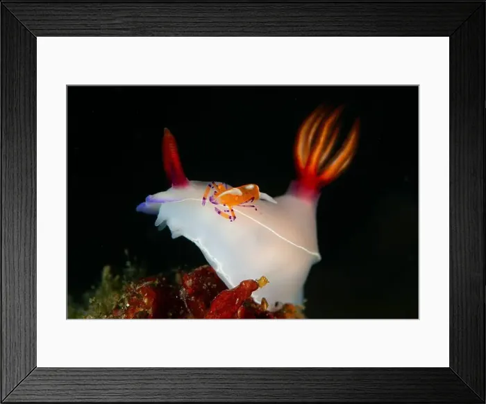 Framed Print : White hypselodoris bullockii nudibranch with an orange commensal shrimp on its back, Lembeh Strait Framed Print : White hypselodoris bullockii nudibranch with an orange commensal shrimp on its back, Lembeh Strait