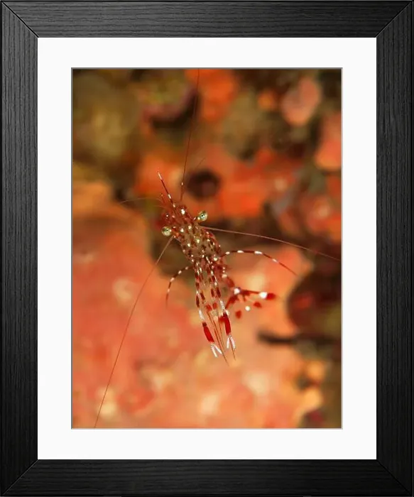 Framed Print : Tiny red and white spotted shrimp, Manado, North Sulawesi, Indonesia Framed Print : Tiny red and white spotted shrimp, Manado, North Sulawesi, Indonesia
