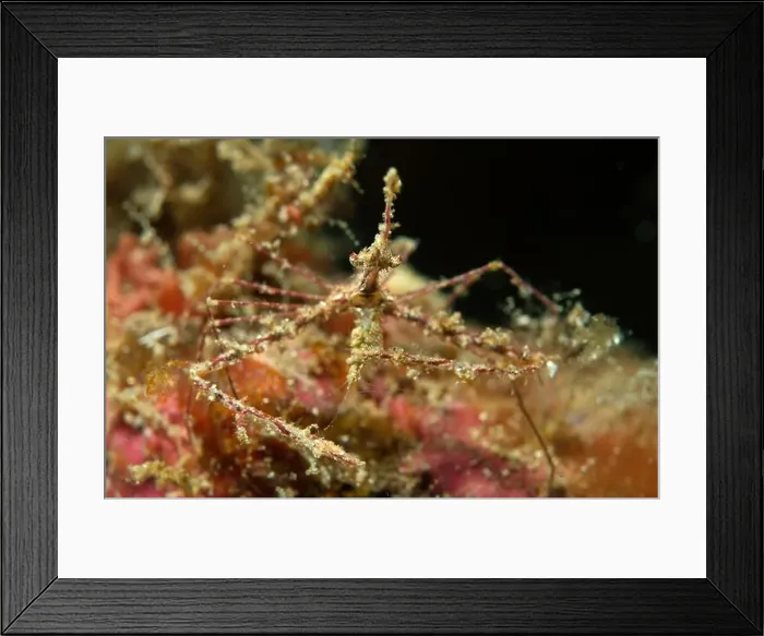 Framed Print : Arrowhead crab (Stenorhynchus seticornis) feeding on a juvenile shrimp, Lembeh Strait Framed Print : Arrowhead crab (Stenorhynchus seticornis) feeding on a juvenile shrimp, Lembeh Strait