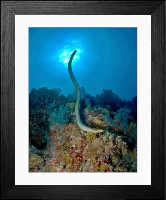 Framed Print : Large olive sea snake (Aipysurus laevis) over the Great Barrier Reef Framed Print : Large olive sea snake (Aipysurus laevis) over the Great Barrier Reef