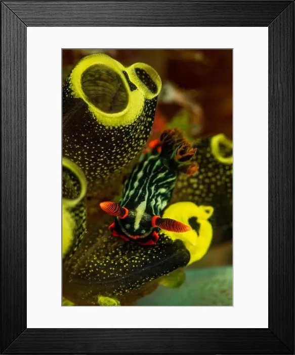 Framed Print : Black and green Nembrotha kubaryana nudibranch on yellow tunicates, Lembeh Strait Framed Print : Black and green Nembrotha kubaryana nudibranch on yellow tunicates, Lembeh Strait