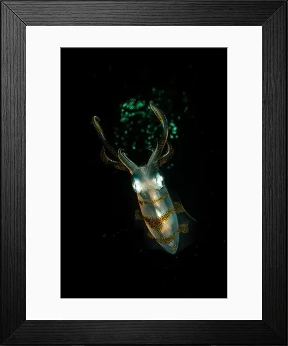 Framed Print : Colourful squid at night, Lembeh Strait, North Sulawesi, Indonesia Framed Print : Colourful squid at night, Lembeh Strait, North Sulawesi, Indonesia