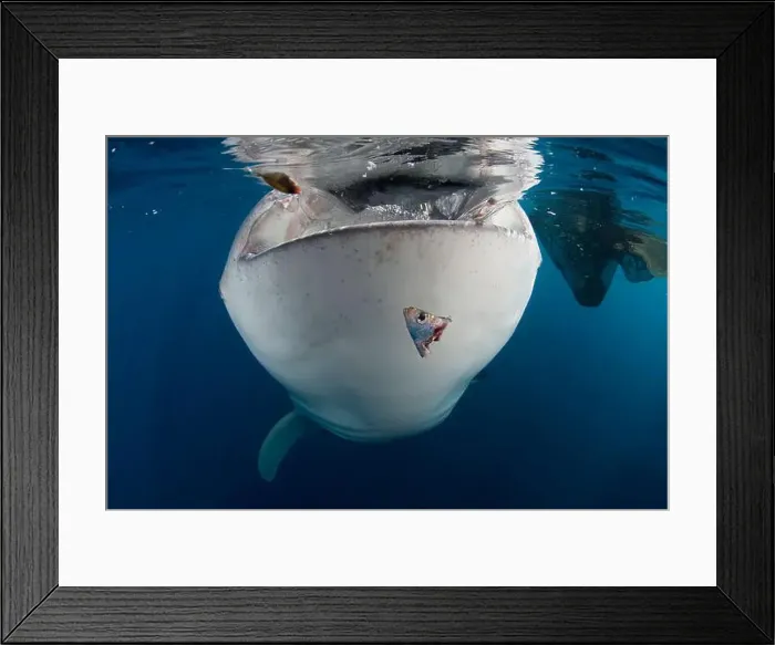 Framed Print : Whale shark (Rhincodon typus) gulping water near the surface, Cenderawasih Bay, Indonesia Framed Print : Whale shark (Rhincodon typus) gulping water near the surface, Cenderawasih Bay, Indonesia