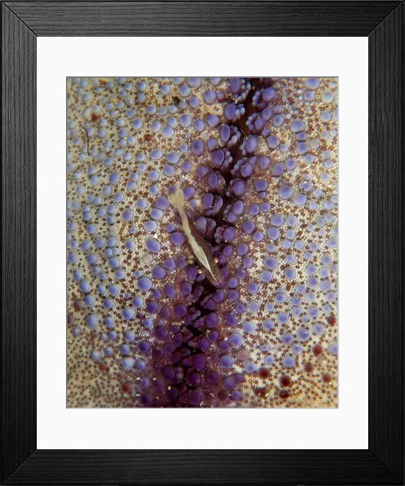 Framed Print : Tiny shrimp (Periclimenes soror) living on a purple pin-cushion sea star, North Sulawesi, Indonesia Framed Print : Tiny shrimp (Periclimenes soror) living on a purple pin-cushion sea star, North Sulawesi, Indonesia