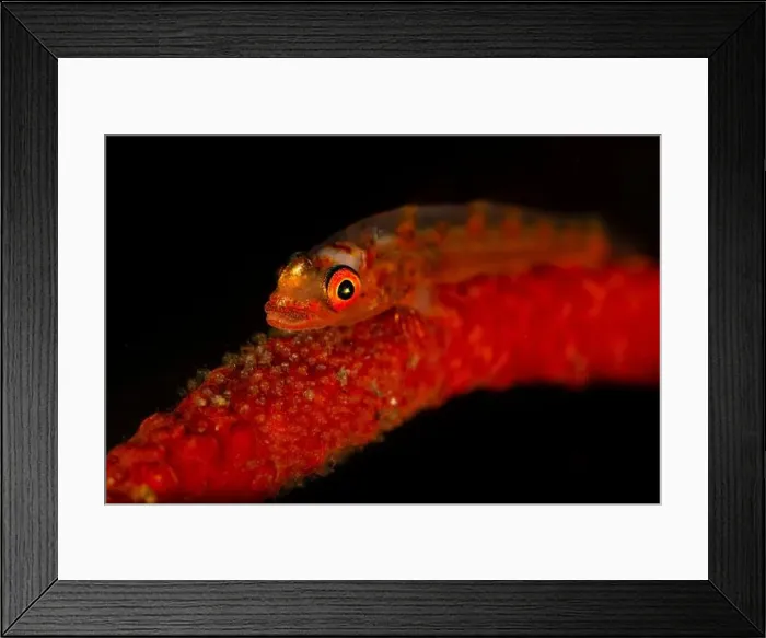 Framed Print : Red whip coral goby (Bryaninops yongei) with eggs, Lembeh Strait, Indonesia Framed Print : Red whip coral goby (Bryaninops yongei) with eggs, Lembeh Strait, Indonesia