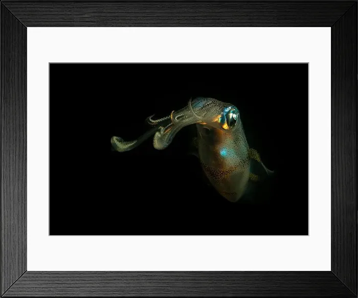Framed Print : Colourful squid at night, Lembeh Strait, North Sulawesi, Indonesia Framed Print : Colourful squid at night, Lembeh Strait, North Sulawesi, Indonesia
