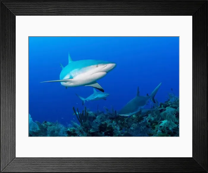 Framed Print : Several Caribbean reef sharks (Carcharhinus perezi), Jardines De La Reina, Cuba Framed Print : Several Caribbean reef sharks (Carcharhinus perezi), Jardines De La Reina, Cuba
