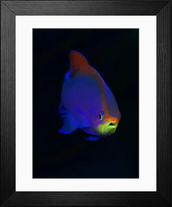 Framed Print : Head-on portrait of purple anthias (Pseudanthias tuka) Framed Print : Head-on portrait of purple anthias (Pseudanthias tuka)