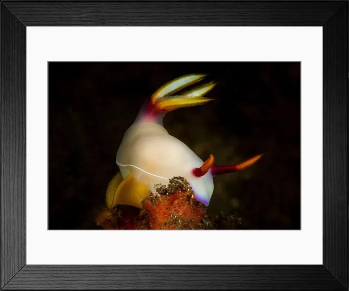 Framed Print : White hypselodoris bullockii nudibranch with a yellow ribbon of eggs, Lembeh Strait, Indonesia Framed Print : White hypselodoris bullockii nudibranch with a yellow ribbon of eggs, Lembeh Strait, Indonesia