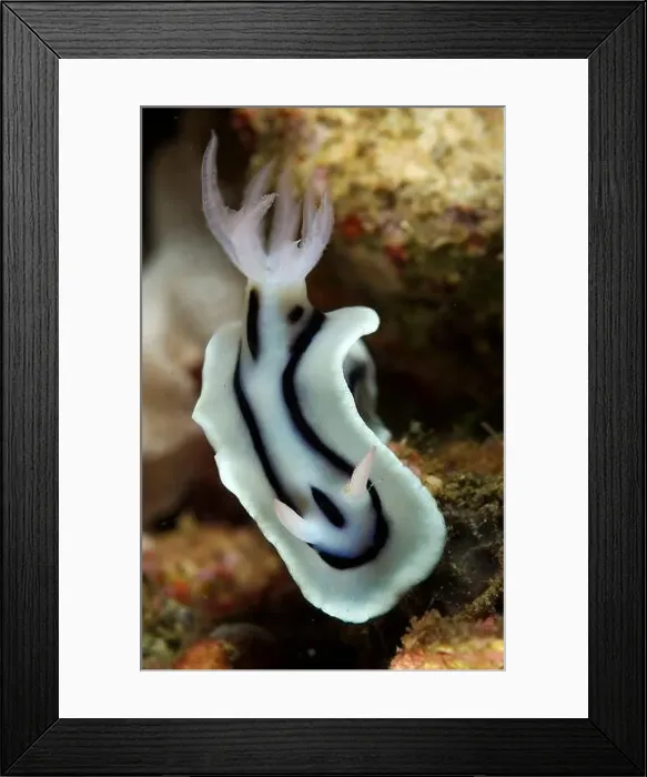 Framed Print : White and black striped chromodoris nudibranch (Chromodoris lochi) with light pink gills and rhinophores Framed Print : White and black striped chromodoris nudibranch (Chromodoris lochi) with light pink gills and rhinophores