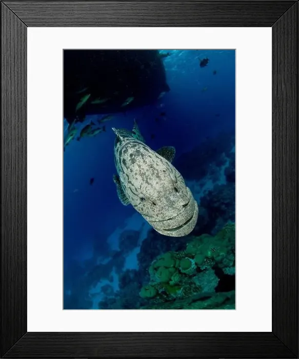 Framed Print : Portrait of massive potato cod descending to the depths below a dive boat, Queensland, Australia Framed Print : Portrait of massive potato cod descending to the depths below a dive boat, Queensland, Australia