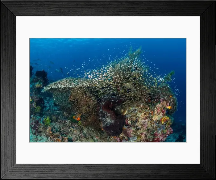 Framed Print : Dense school of silvery glass fish dashing out of a hard coral bommie, Flic-en-Flac, Mauritius Framed Print : Dense school of silvery glass fish dashing out of a hard coral bommie, Flic-en-Flac, Mauritius