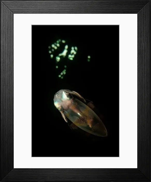 Framed Print : Colourful squid at night, Lembeh Strait, North Sulawesi, Indonesia Framed Print : Colourful squid at night, Lembeh Strait, North Sulawesi, Indonesia