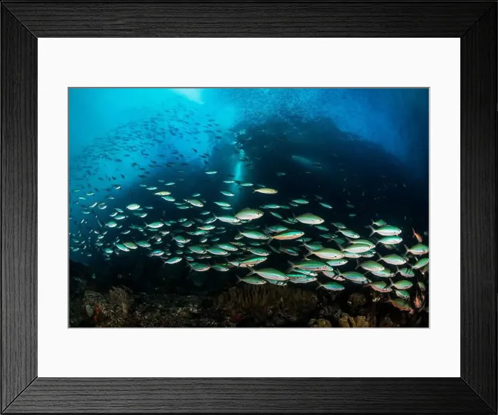 Framed Print : Large school of neon fusilier fish (Pterocaesio tile), Cenderawasih Bay, Indonesia Framed Print : Large school of neon fusilier fish (Pterocaesio tile), Cenderawasih Bay, Indonesia