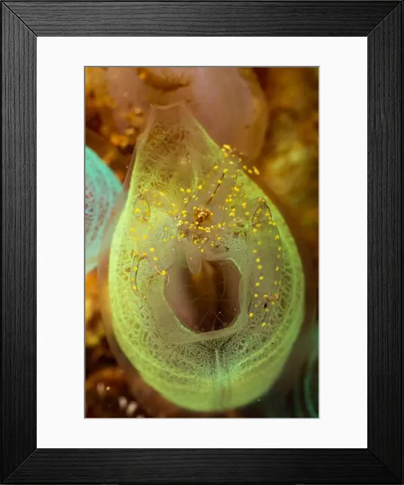 Framed Print : Transparent shrimp with yellow dots on fluorescent yellow sea squirt, Lembeh Strait Framed Print : Transparent shrimp with yellow dots on fluorescent yellow sea squirt, Lembeh Strait