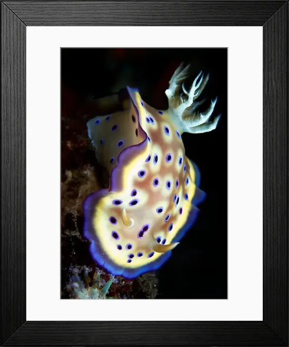 Framed Print : Goniobranchus kuniei nudibranch, Bali, Indonesia