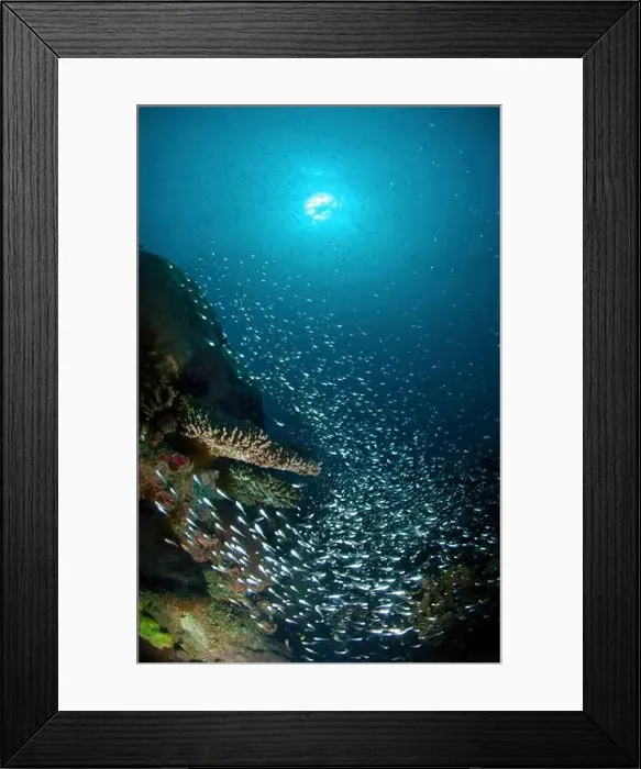 Framed Print : School of silver glassfish swimming around table coral, Anambas Islands, Indonesia Framed Print : School of silver glassfish swimming around table coral, Anambas Islands, Indonesia