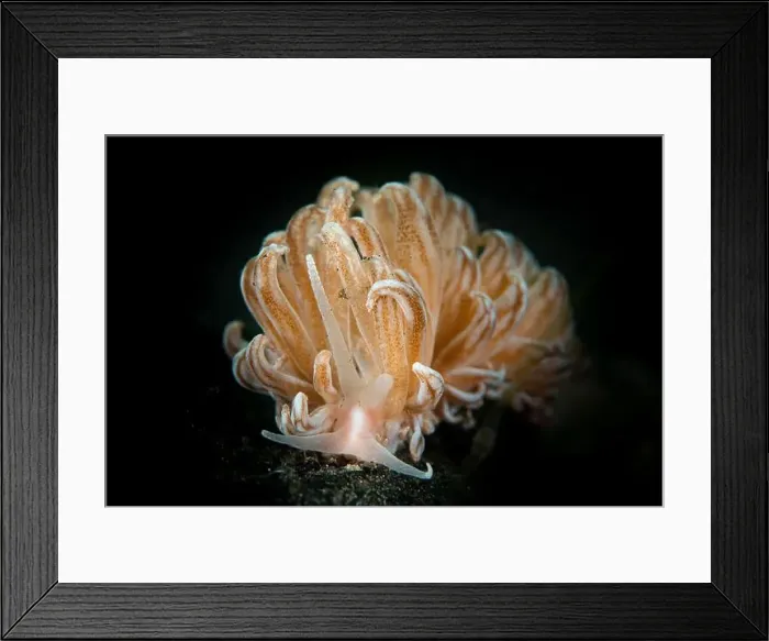 Framed Print : Phyllodesmium rudmani nudibranch, Lembeh Strait, North Sulawesi Framed Print : Phyllodesmium rudmani nudibranch, Lembeh Strait, North Sulawesi