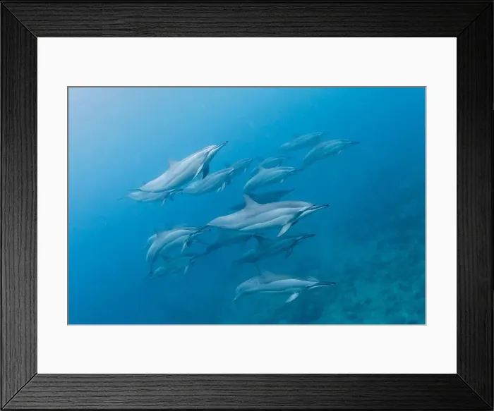 Framed Print : Pod of spinner dolphins (Stenella longirostris) swimming along the reef, Mauritius Framed Print : Pod of spinner dolphins (Stenella longirostris) swimming along the reef, Mauritius