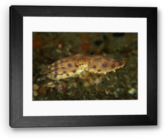 Framed Print : Blue-ringed octopus (Hapalochlaena maculosa), Lembeh Strait, Indonesia Framed Print : Blue-ringed octopus (Hapalochlaena maculosa), Lembeh Strait, Indonesia