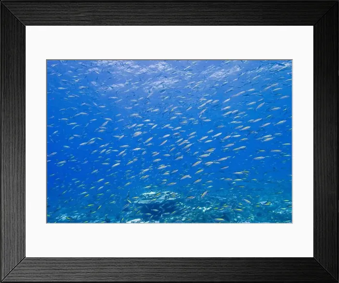 Framed Print : School of gold-band fusilier fish (Pterocaesio chrysozona), Christmas Island, Australia Framed Print : School of gold-band fusilier fish (Pterocaesio chrysozona), Christmas Island, Australia