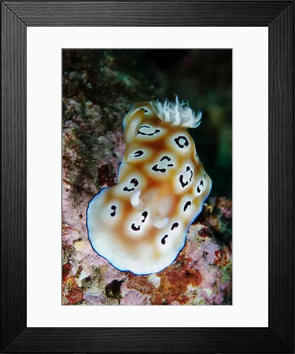 Framed Print : Leopard chromodoris nudibranch (Chromodoris leopardus), Lembeh Strait, Indonesia Framed Print : Leopard chromodoris nudibranch (Chromodoris leopardus), Lembeh Strait, Indonesia