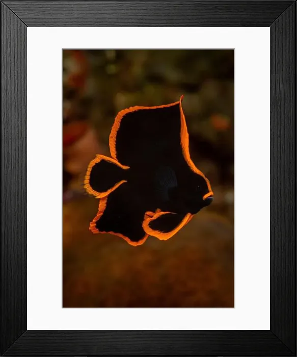 Framed Print : Juvenile dusky batfish (Platax Pinnatus), Lembeh Strait, North Sulawesi, Indonesia Framed Print : Juvenile dusky batfish (Platax Pinnatus), Lembeh Strait, North Sulawesi, Indonesia