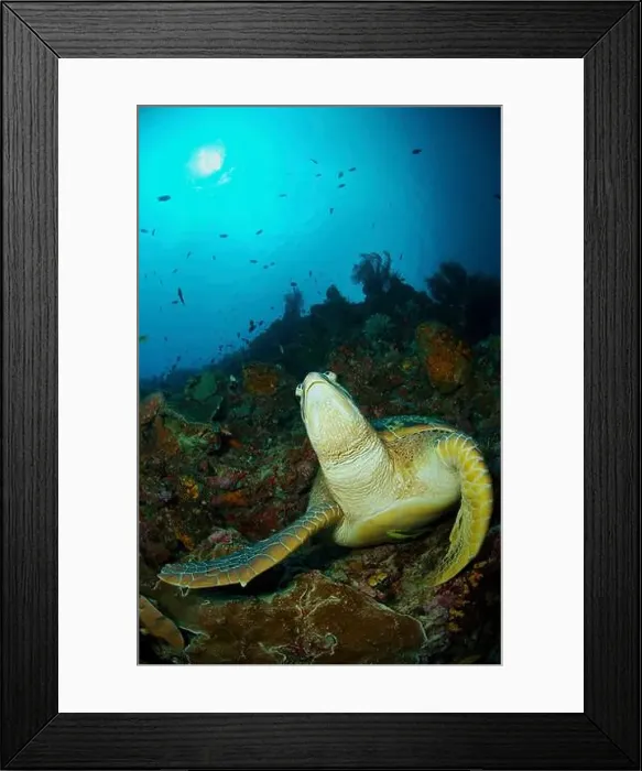 Framed Print : Large green sea turtle (Chelonia mydas) on a reef in Manado, North Sulawesi, Indonesia