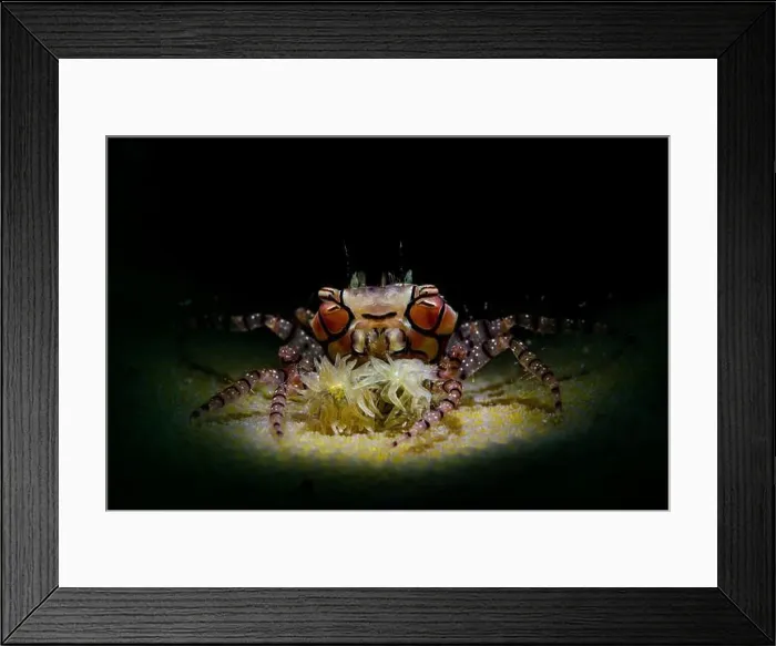 Framed Print : Pom-pom crab (Lybia edmondsoni) on beige honeycomb coral, Lembeh Strait Framed Print : Pom-pom crab (Lybia edmondsoni) on beige honeycomb coral, Lembeh Strait
