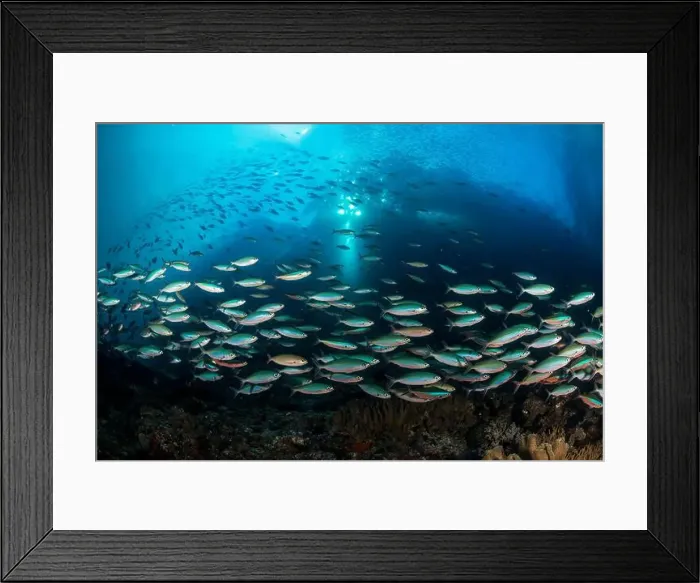 Framed Print : Large school of neon fusilier fish (Pterocaesio tile), Cenderawasih Bay, Indonesia Framed Print : Large school of neon fusilier fish (Pterocaesio tile), Cenderawasih Bay, Indonesia