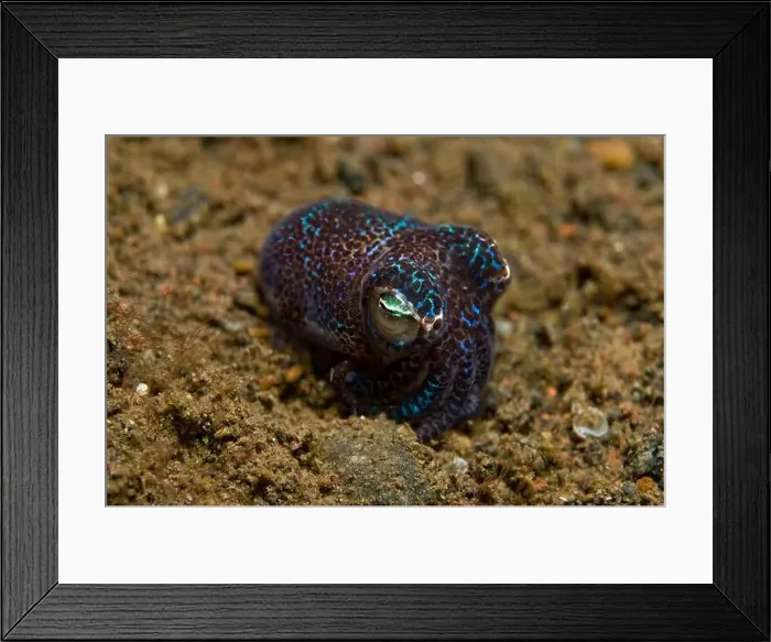 Framed Print : Tiny bobtail squid (order Sepiolida) in the sand, Tulamben, Bali, Indonesia Framed Print : Tiny bobtail squid (order Sepiolida) in the sand, Tulamben, Bali, Indonesia