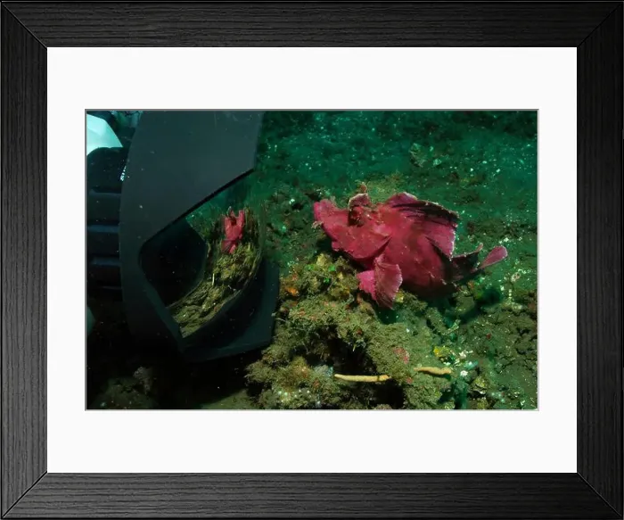 Framed Print : Pink paddle-flap scorpionfish sees its reflection in camera, Lembeh Strait, Indonesia Framed Print : Pink paddle-flap scorpionfish sees its reflection in camera, Lembeh Strait, Indonesia