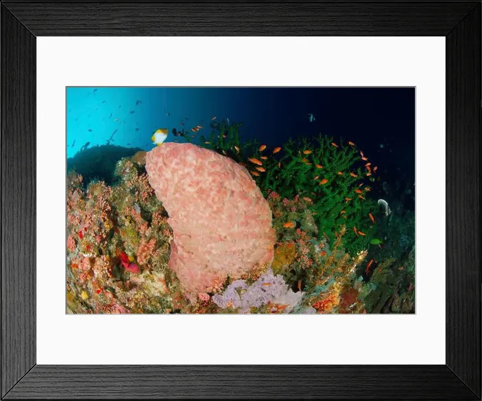 Framed Print : Green hard coral and pink barrel sponge with school of red fish on colourful wall, Indonesia