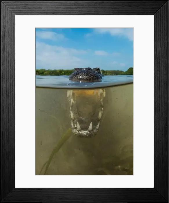 Framed Print : Over-under image of a saltwater crocodile (Crocodylus porosus) with mouth open Framed Print : Over-under image of a saltwater crocodile (Crocodylus porosus) with mouth open