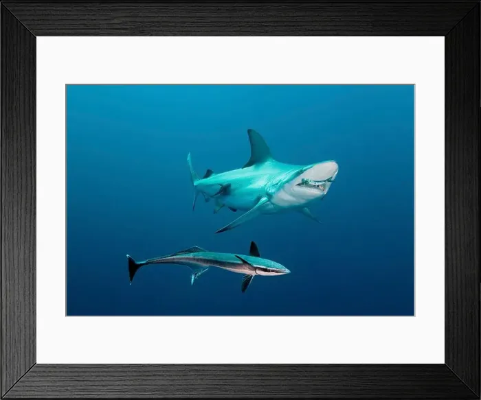 Framed Print : An oceanic blacktip shark eats a sardine with a remora looking on, Aliwal Shoal, South Africa Framed Print : An oceanic blacktip shark eats a sardine with a remora looking on, Aliwal Shoal, South Africa