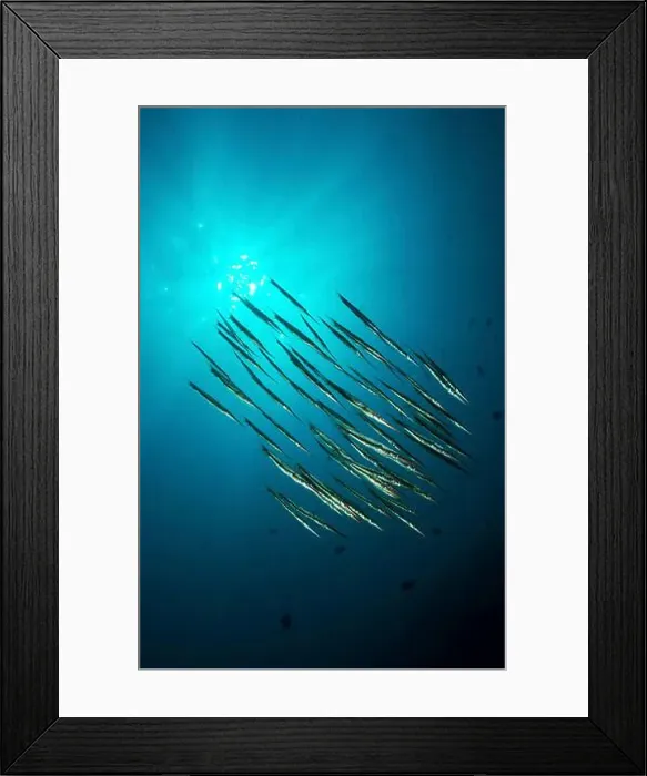 Framed Print : School of razorfish silhouetted against the sun, Manado, North Sulawesi, Indonesia Framed Print : School of razorfish silhouetted against the sun, Manado, North Sulawesi, Indonesia