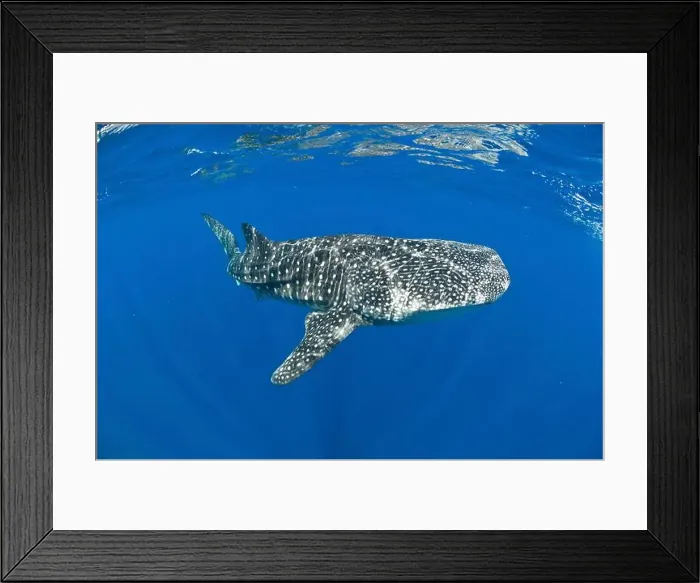 Framed Print : Enormous whale shark (Rhincodon typus) in clear blue water, Christmas Island, Australia Framed Print : Enormous whale shark (Rhincodon typus) in clear blue water, Christmas Island, Australia