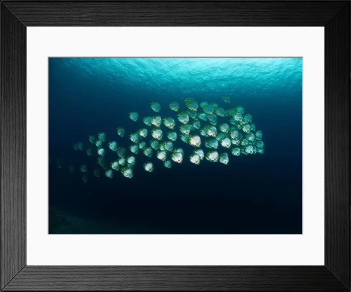 Framed Print : School of orbicular batfish (Platax orbicularis), Manado, North Sulawesi, Indonesia Framed Print : School of orbicular batfish (Platax orbicularis), Manado, North Sulawesi, Indonesia