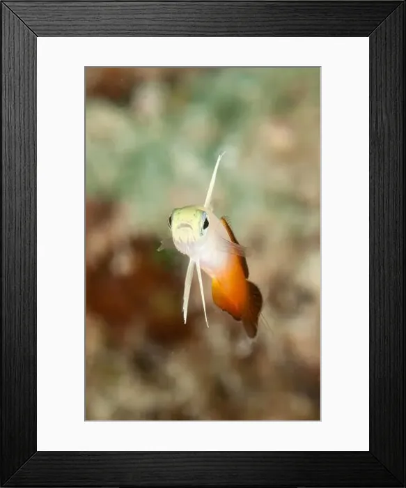 Framed Print : Fire goby (Nemateleotris magnifica), Tulamben, Bali, Indonesia Framed Print : Fire goby (Nemateleotris magnifica), Tulamben, Bali, Indonesia